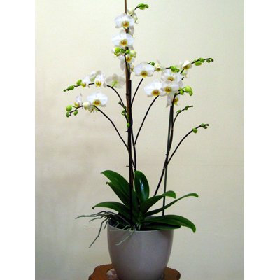 עציץ 15 - פרח בר