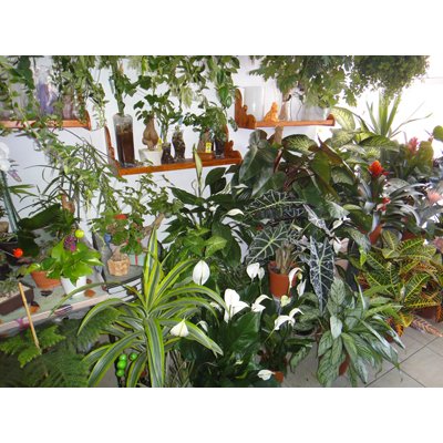 החנות שלנו 3 - פרחי ויולט