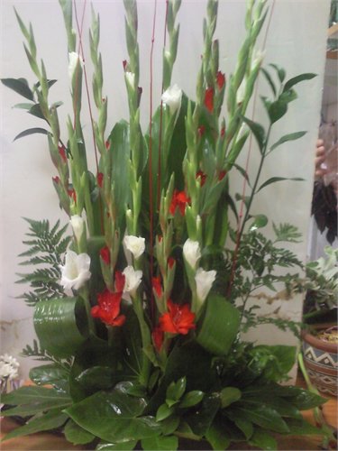 סידור 50 - פרחי ספיר