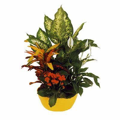 עציץ 7 - פרחי אביה