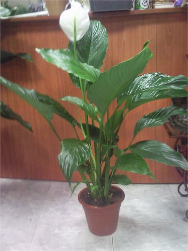 עציץ 7 - פרחי ספיר