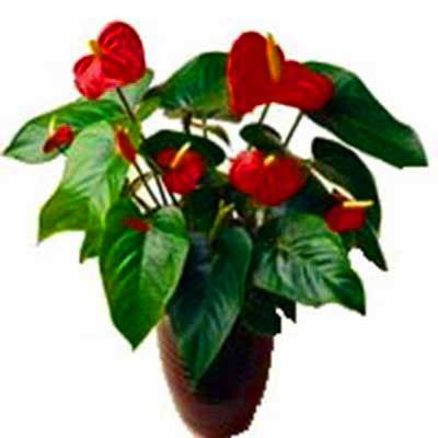 אנטוריום - לב הפרח