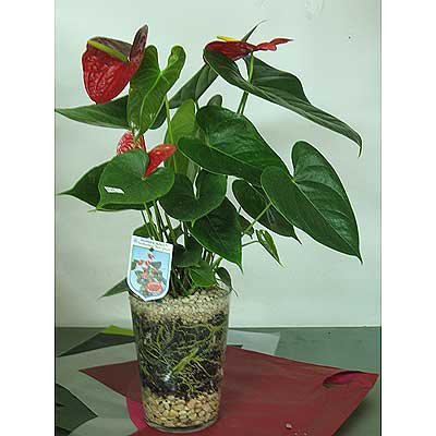 אנטריום בוזה זכוכית - משתלת צמחים