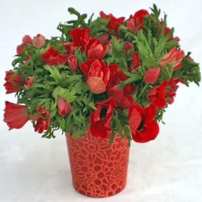 כלניות אדומות - פרחי יערה