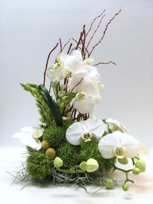 רוח סתיו - אורכידאה