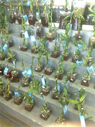 לקי במבוק - משתלת צמחים