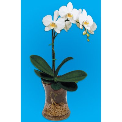 סחלב לבן אגרטל 16 - רנה פרחים