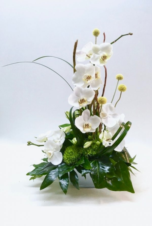 רוח סתיו - אורכידאה