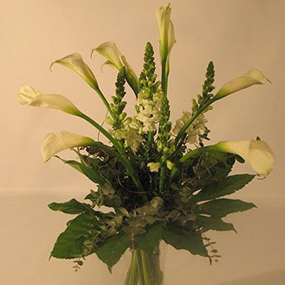 ברבור לבן - פרחים קוליברי