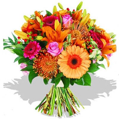 גרברות ופרוטאות 24 - סחלבים