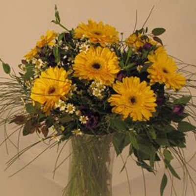 גרברות צהובות - פרחים קוליברי