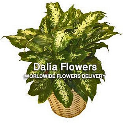 דיפמבכיה - פרחי דליה