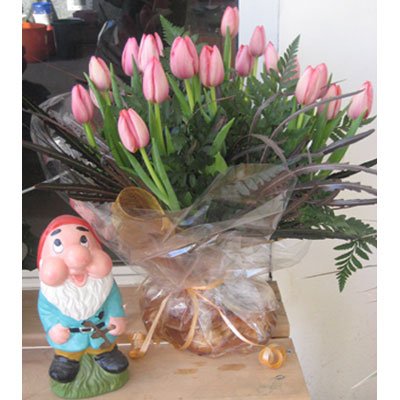 הולנד הקטנה (חורפי) - פרחי תמר