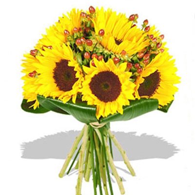 חמניות ואיפריקום 15 - סחלבים