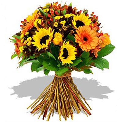 חמניות וגרברות 17 - סחלבים