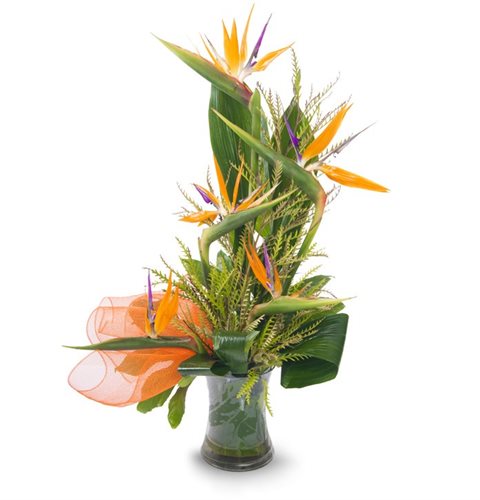 מגע הקסם - פרחי עירית