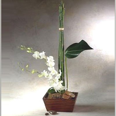 סחלב יפני 4 - סחלבים