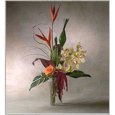 סחלב פראי 5 - סחלבים