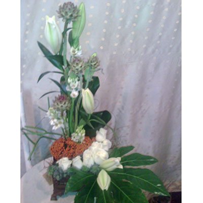 סידור 13 - סחלבים