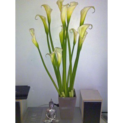 סידור 8 - סחלבים