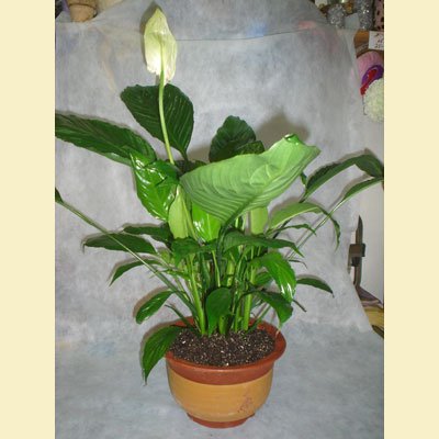 ספטיפיליום - פרחים בכפר