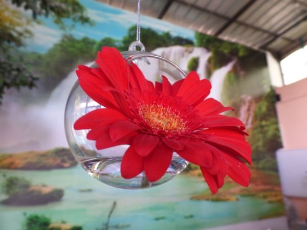 כדור זכוכית עם פרח - פרחי דליה