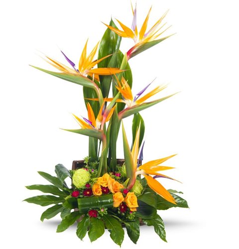 תיבת החלומות - פרחי עירית