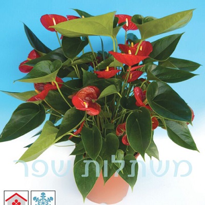 אנטוריום - פלורנס פרחים