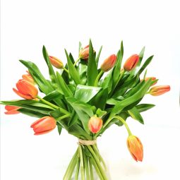 גבעת כלניות - אורכידאה