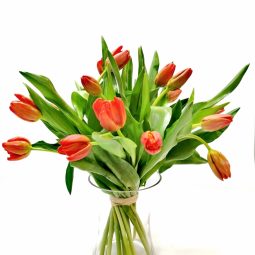 גבעת כלניות - אורכידאה