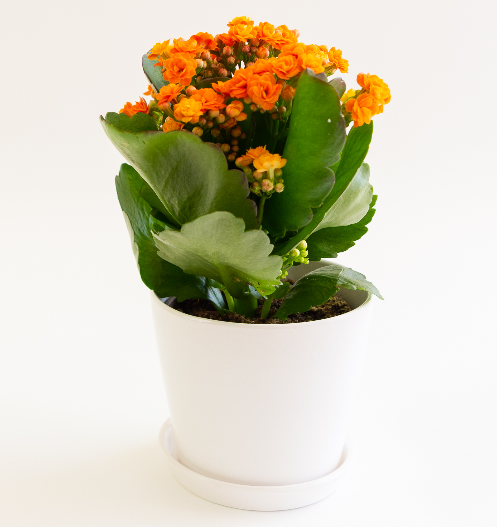 עציץ ניצנית ורודה בכלי - ויקטוריה