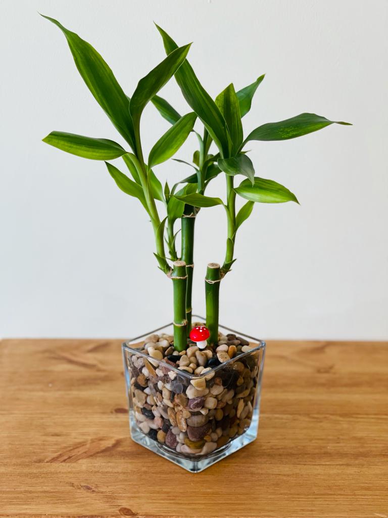 עציץ לאקי במבוק בכלי - ויקטוריה